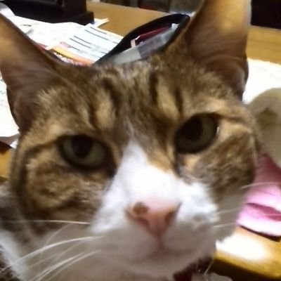 平野紫耀くん大好き😘❤️Jr.の頃から気になってましたが沼に落ちたのは花晴れです♥️無言フォローは無しでお願いします🤲