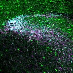 solitaryn's profile picture. 