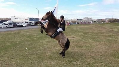 OfIceland's profile picture. we are 3 horsegirls from iceland! add os on snapchat: horsesoficeland