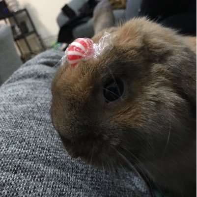 OG_FettyHop's profile picture. Hay is not just for horses. Aspiring Olympian in long jump, high jump. ΚΣ Frat Rabbit. Bounce with me.