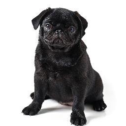 percy pug percy pug puglikepercy percy pug percy pug puglikepercy