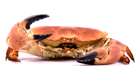 YOUR source for recipes & info on the unique & exquisite taste of Seafood in the lowcountry. Presented by Charleston Crab Shacks. Get crabby with us!