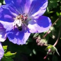 Beekeeping Scotland (@beekeepingscot) 's Twitter Profile