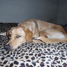 hyperpaw00's profile picture. 