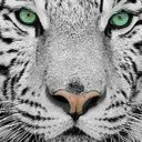 Tigrerp Extreme (@000_ruan) Twitter