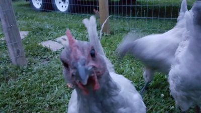 I see the stuff and love my chicks and fur babies