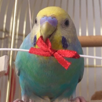 かこ おもち がお友達とおしゃべりして遊んでます ピーちゃん 緑 が ここちゃん ぴーちゃん好き と話した後に おもちがいつものセリフを喋ってますねー セキセイインコおもち しゃべるインコ セキセイインコレインボー 友達 かわいい かこ おもち がお友達とおしゃべりして遊んでます ピーちゃん 緑 が ここちゃん ぴーちゃん好き と話した後に おもちがいつものセリフを喋ってますねー セキセイインコおもち しゃべるインコ セキセイインコレインボー 友達 かわいい