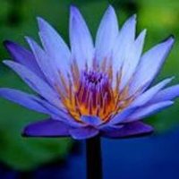 bluelotusinspiration (@blulotusinspire) 's Twitter Profile Photo bluelotusinspiration (@blulotusinspire) 's Twitter Profile Photo