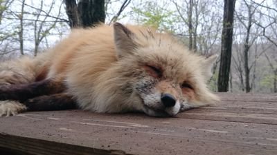 river_wasabi's profile picture. 犬と狐と車とバイクと特撮好き。NDロードスター。スーパーシェルパ。