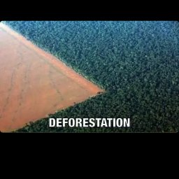 Savetrees145's profile picture. 