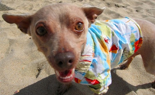 Chihuahuas's profile picture. Viva Chihuahuas-  Check out some of my
dog event vdeos http://t.co/ppKgSnaoVd