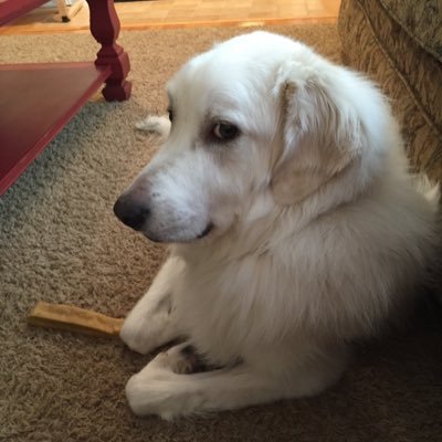 I'm a #rescued #greatpyrenees mix. I love string cheese, bacon, and #Eggo waffles. Not to brag, but people tell me I'm ridiculously handsome. IG: @watsonthepyr