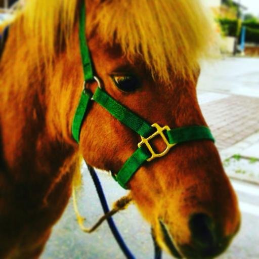ポニーのロッキー。秋田県横手市。朝の挨拶は「おはロッキー」でおねがいし馬ッス!乗馬/馬/ポニー/東北/秋田/横手/里山 概要・問い合わせはこちら!!https://t.co/J9aVWCdKlR