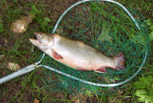 laker_taker's profile picture. 