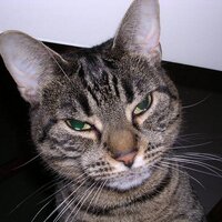 Sean DaCat (@smarttabby) 's Twitter Profile
