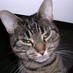 Sean DaCat (@smarttabby) Twitter profile photo