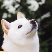 柴犬ラッテ(@Latte_Shibainu) 's Twitter Profile Photo