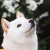 柴犬ラッテ (@latte_shibainu) Twitter profile photo 柴犬ラッテ (@latte_shibainu) Twitter profile photo