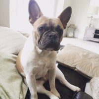 Rocodog_spicer (@rocodogspicer) 's Twitter Profile