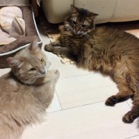 MAJU (@maju_yu) 's Twitter Profile Photo MAJU (@maju_yu) 's Twitter Profile Photo