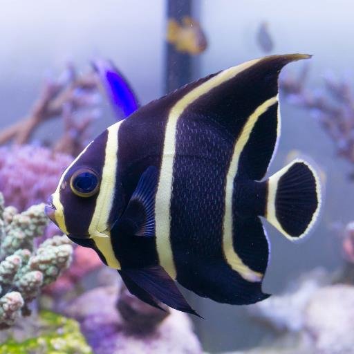 サンゴ・海水魚飼育が趣味。マリンアクアリウム初心者の方向けに、サンゴ水槽システム紹介動画シリーズを作成。Youtube https://t.co/1V1VnsyDGi　ニコニコ動画 https://t.co/yu3oEfy0AQ　サンゴ飼育ブログhttps://t.co/dPhmRqwY7D 天安門事件台湾