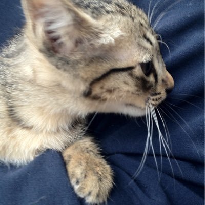 five0112's profile picture. 聖飢魔II が大好きです。構成員のみなさまのそれぞれの活動も大好きです。