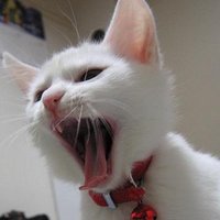 ๐ธใฒใ ใฒใใ (@hikari_1) 's Twitter Profile