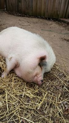 7_petsmart2322's profile picture. pets make us better people