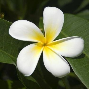 আমি একজন সাধারণ মানুষ......
সাধারণ ভাবেই থাকতে চাই...........