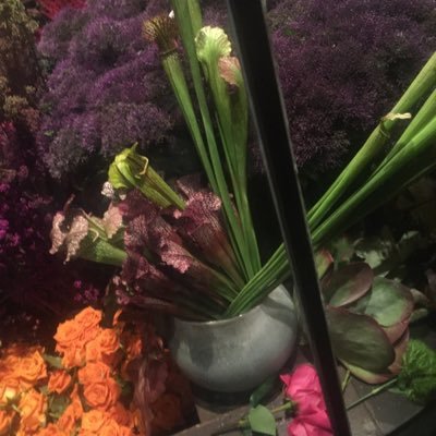 IllVeitYou's profile picture. #ImWithHer Ohioan living in Australia