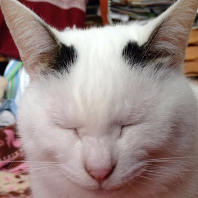 我が家のネコをぼちぼち貼っていきます。疲れが溜まってるあなたぜひうちのわネコを見て癒されてね( ´ ▽ ` )ﾉ It is a photograph of the home of the cat . Please look at your firm tired.
