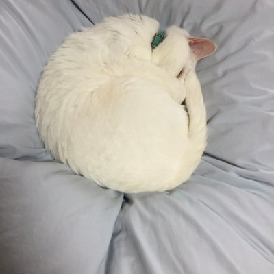 p88LmkClYyOAtw1's profile picture. ネコと音楽なしでは生きられません！