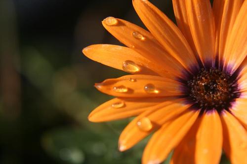 svhanney's profile picture. 