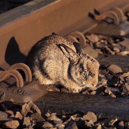 MyxomatosisNow's profile picture. 