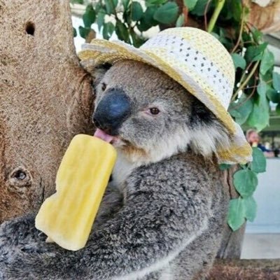 les Koalas c'est la vie❤