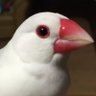 GameUI_Nacchi's profile picture. ゲーム会社勤務の2D/UIデザイナー。現在コンシューマのリードUI担当。UE5で開発中。スマホゲーム(Unity)やアーケードゲームのリードUI経験、スマホゲームの企画・ディレクター経験あり。 開発繁忙につき、低浮上。※仕事募集や転職の検討はしておりません。