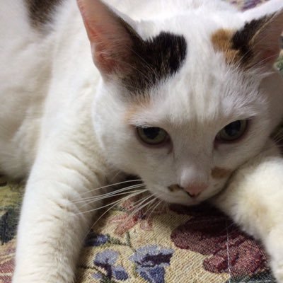 namihei27's profile picture. ねこ🐱