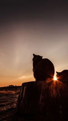 amna_raju's profile picture. MBBS student