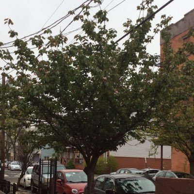 I am the Flowering Cherry Tree on 3rd and Coles, Harsimus Cove, Jersey City, NJ https://t.co/6jTgyr66Tq https://t.co/VMFDHhajXO