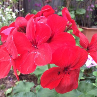 poporoking's profile picture. 程良い田舎暮らし志向派です。自然と向き合い、文化を尊び、人間らしさ、家族の絆、伝統、道徳、秩序の基に、科学技術が活かされ続けながら人に優しい経済が成り立つ世の中を標榜しています。 趣味は、テニス、ゴルフ、ピアノ、ギター。とつぶやき⁈ 下手なりに、一生涯付き合って生きたいとも思っています。