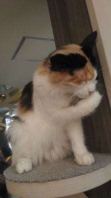meikoさんのプロフィール画像