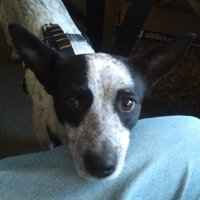 Brendie D. Harrison (@brendieharrison) 's Twitter Profile