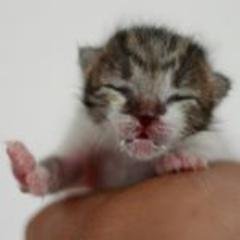 izushin123's profile picture. 音楽とカメラ📸とラジコンが趣味のネコ好き会社員の雑アカ