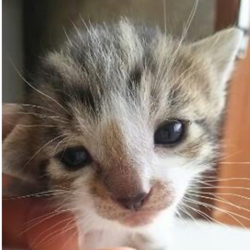 stonefield74's profile picture. I am a guy who loves cats, music and my  country.