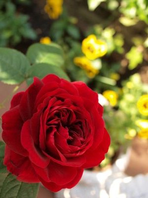 gotgym05's profile picture. 