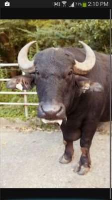 akalkadushman's profile picture. 