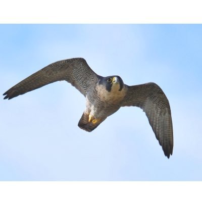 Study of Devon’s Peregrine Falcons, Goshawk, Buzzard, Kestrel and Hobby by Seb Loram & others https://t.co/po0xlLpGcn