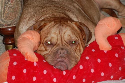 amartino29's profile picture. Andrea Martino Varvolis