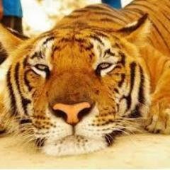 寅吉さんのプロフィール画像