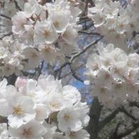 隠密 (@onnmitsu) 's Twitter Profile
